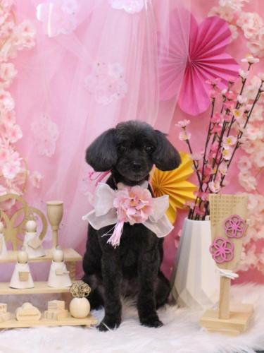 20250304ピピちゃん